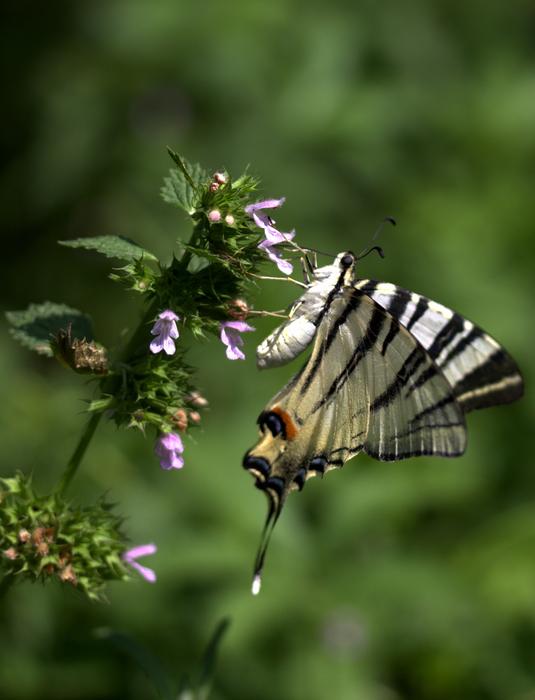 Butterfly Dovetail Insect