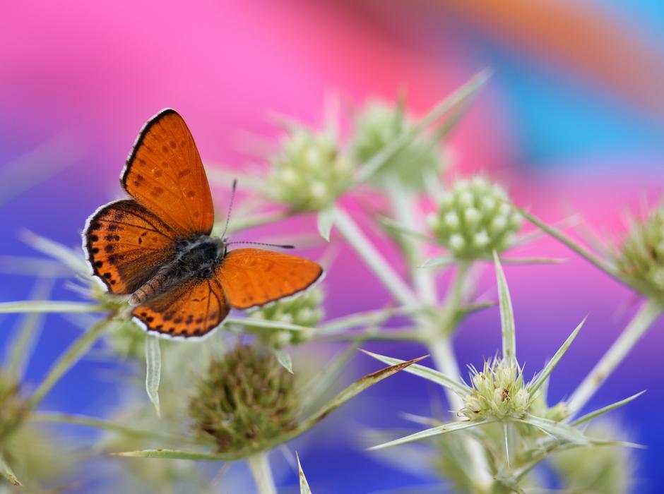 Butterfly Red Wings