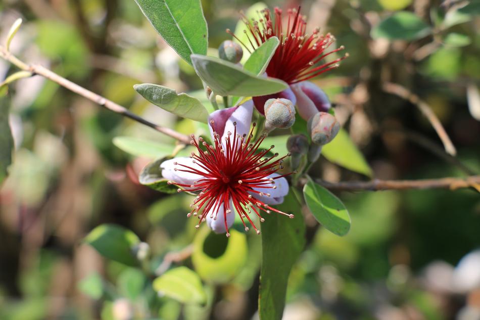 red Garden Blossom in nature