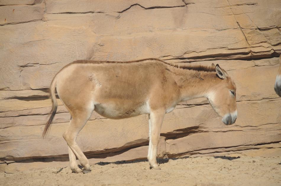 a donkey walking in a dry field