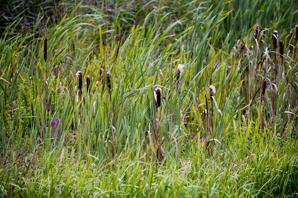 Bulrushes Reed Wild Grasses