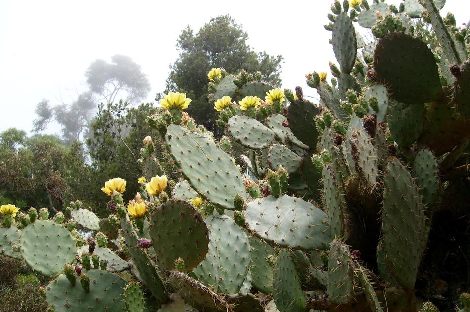 Cactus Holidays Spain
