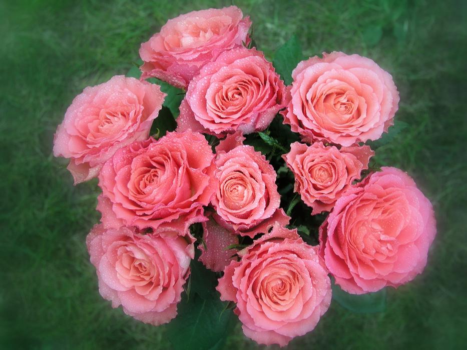 pink Flowers Blooming bouquet