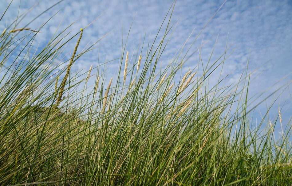 green grass in a blue sky