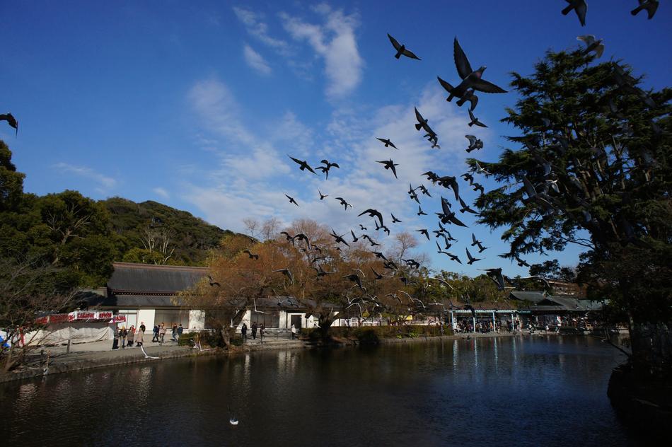 Tsuruoka Hachiman-Gu Shrine Bird