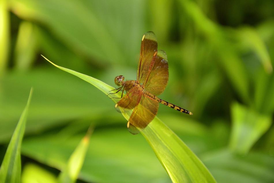 Insects Fly Dragonfly