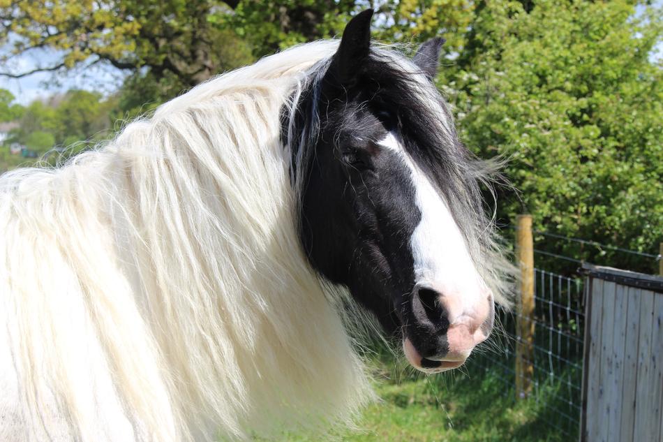 Shire Horse Otley