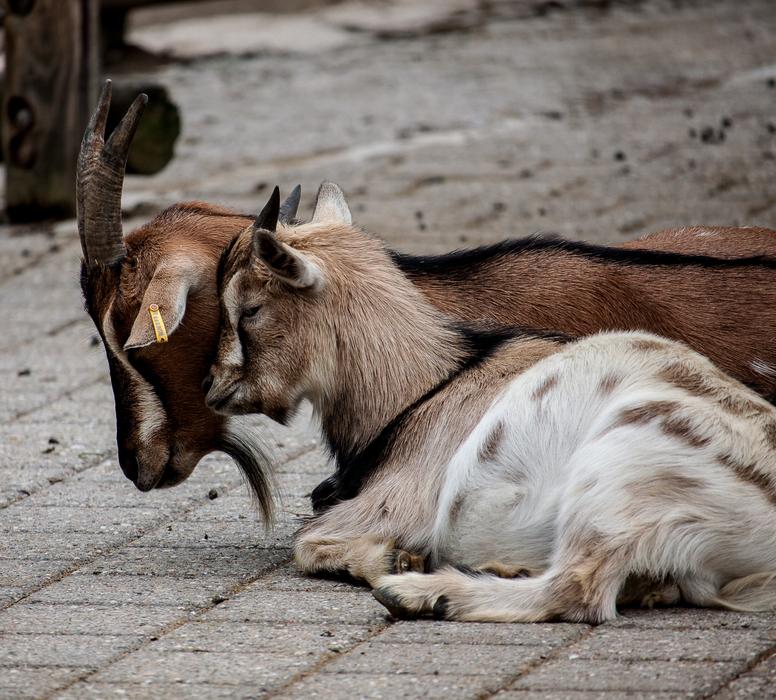 Goats Sitting on street