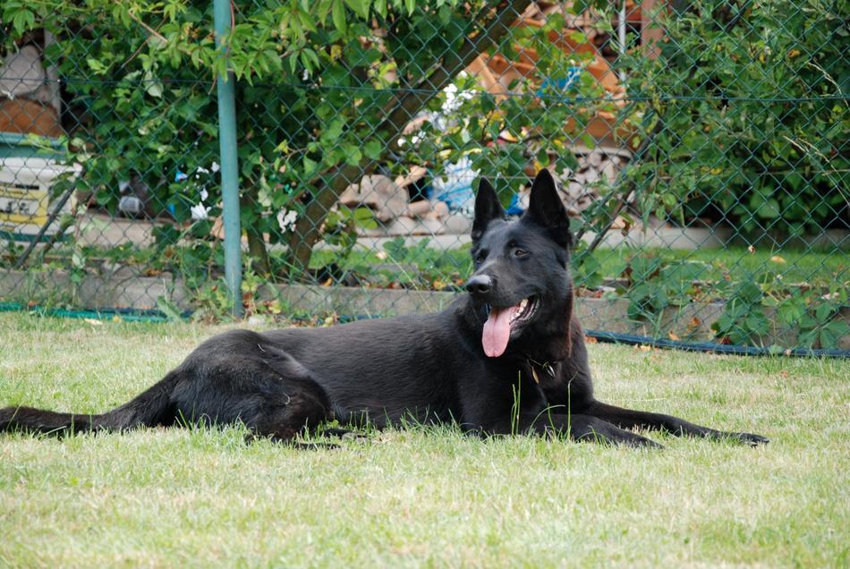 Alsatian Animal Training