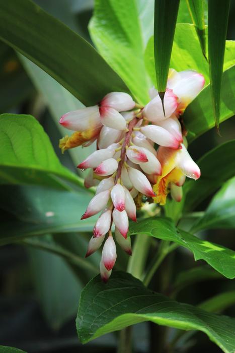 Plant Flower Blossom