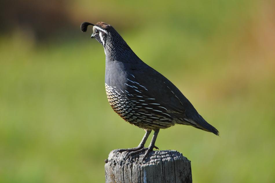 Californian Quail New Zealand