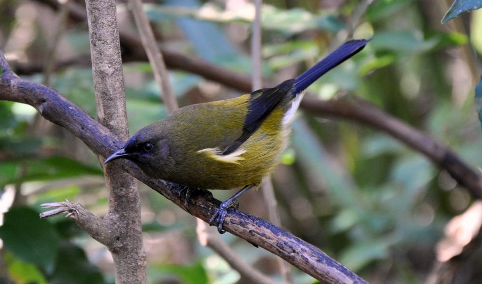 Bell Bird Tiritiri