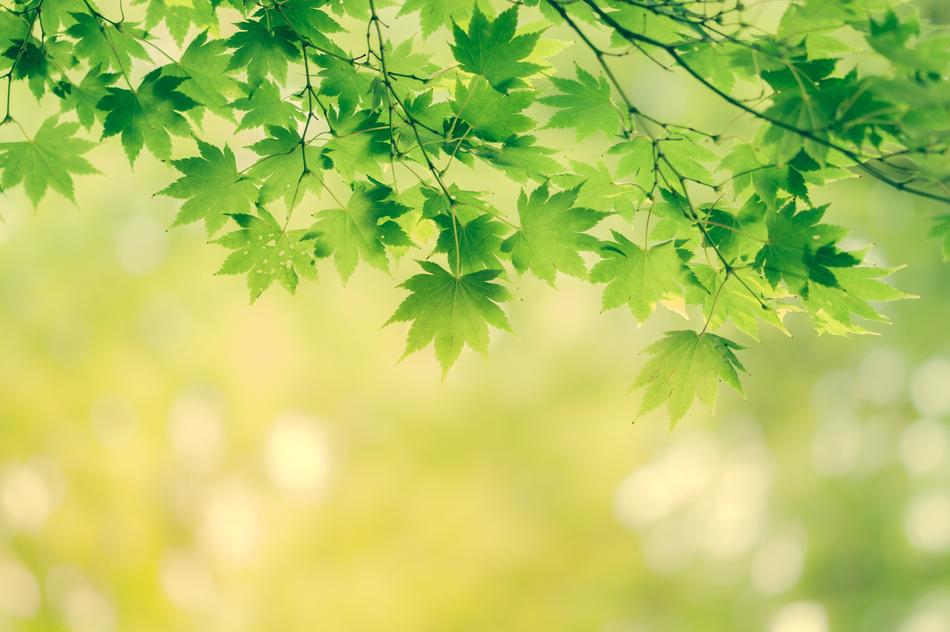 Leaves Background Nature