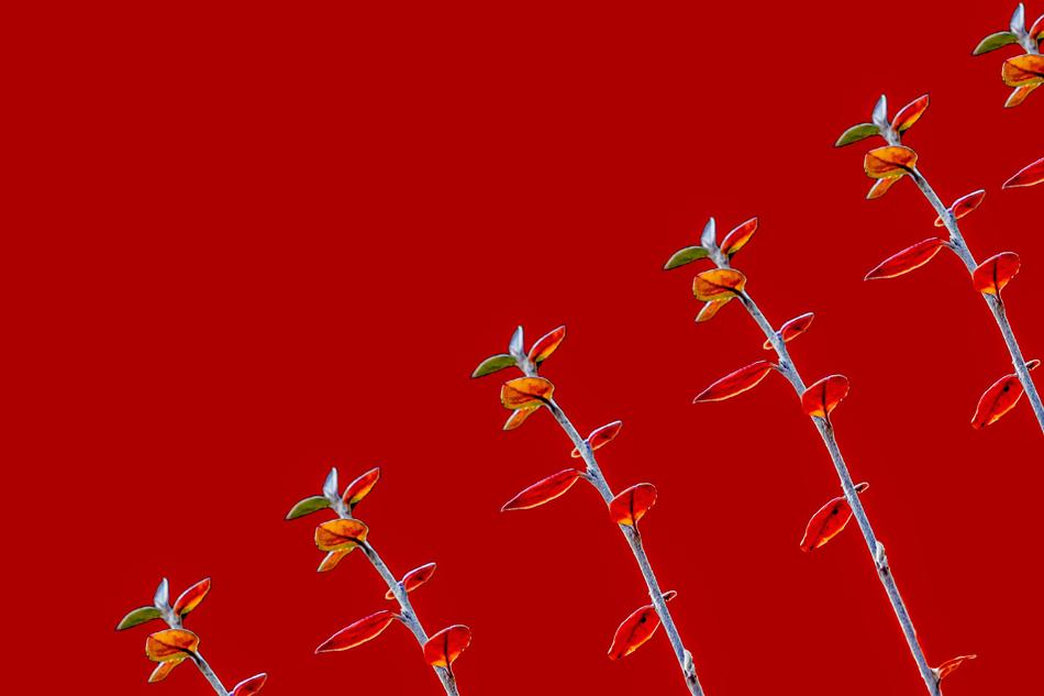 Red Background Paper
