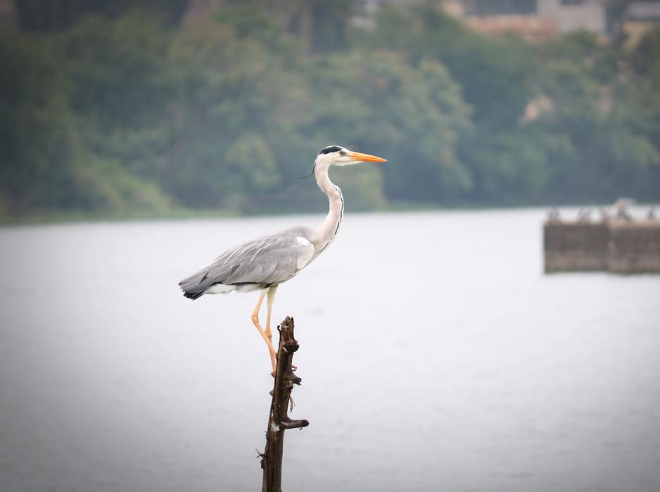 Crane Bird by the lake