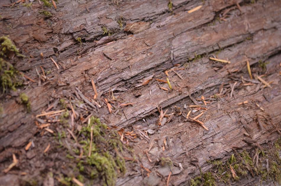 Bark Tree Wood