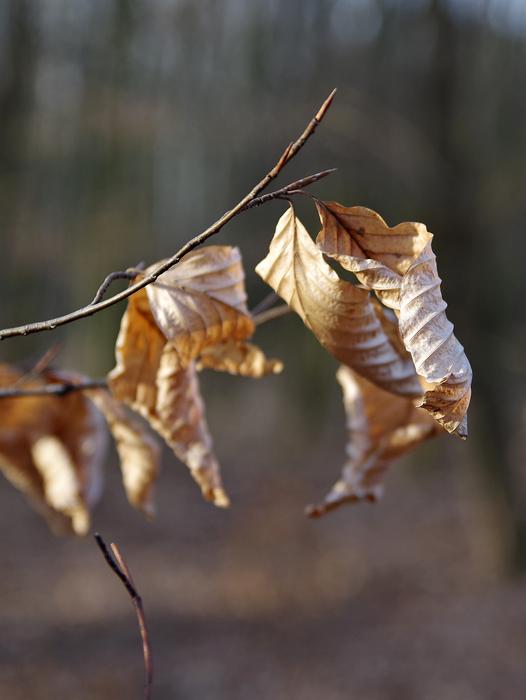 Nature Leaf Tree