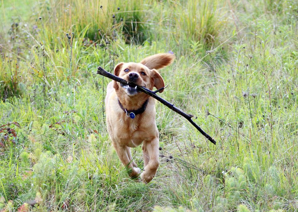 Dog Batons at Nature