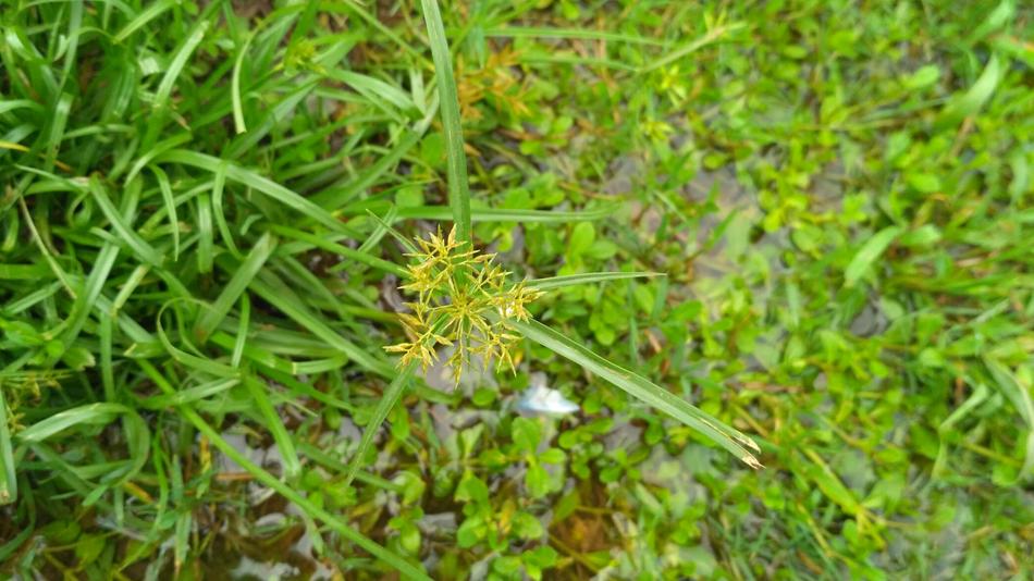 Flower Grass Fresh