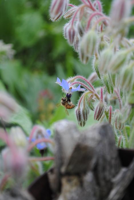 Bee Minnesota Flower