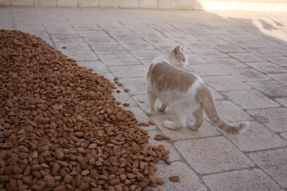 Cat Almonds Sicily
