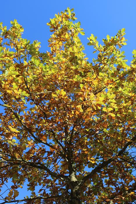 Autumn Tree Golden foliage