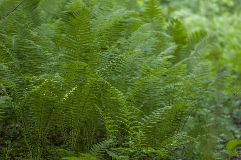 Fern Leaf Flora free image download