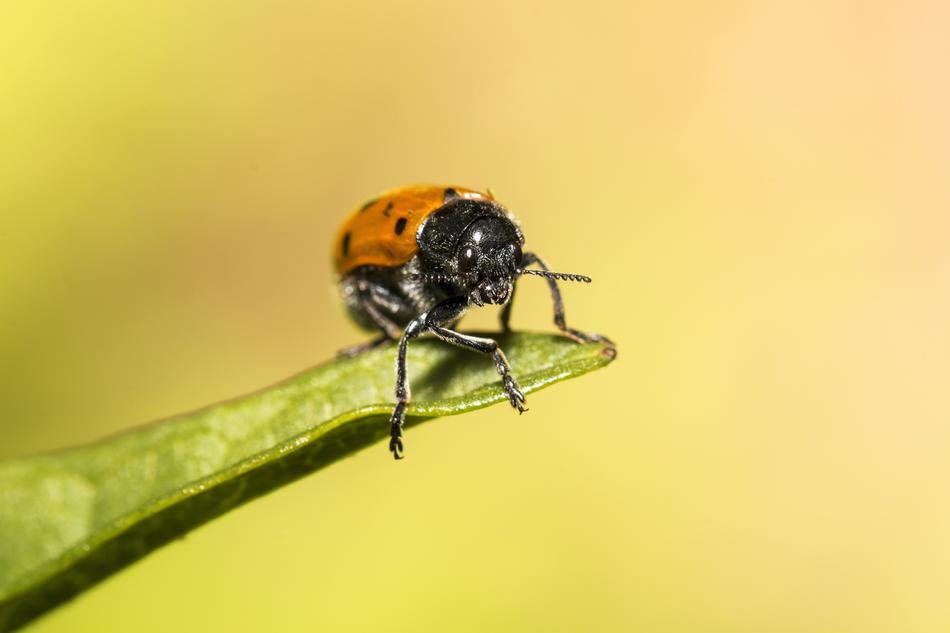 a small beetle on a blade of grass on a yellow