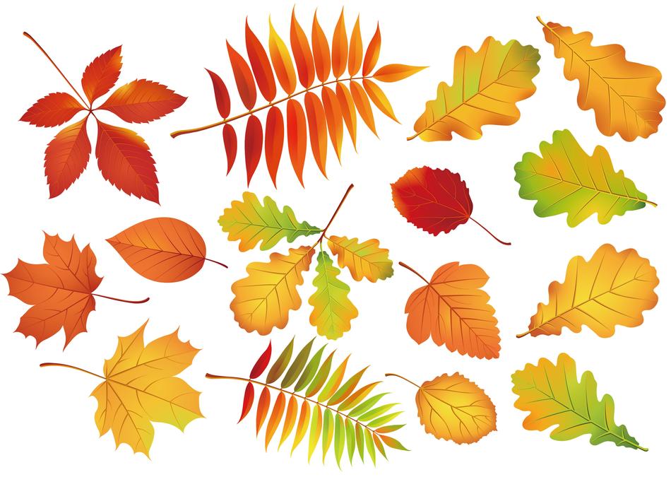 leaf autumn maple background color