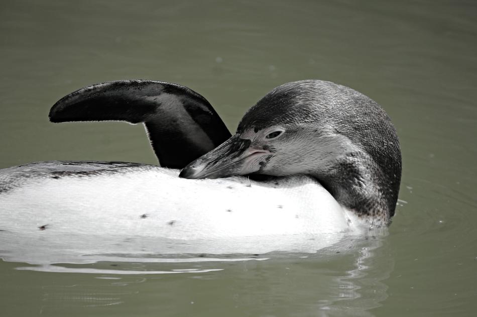 Penguin Swim Fin
