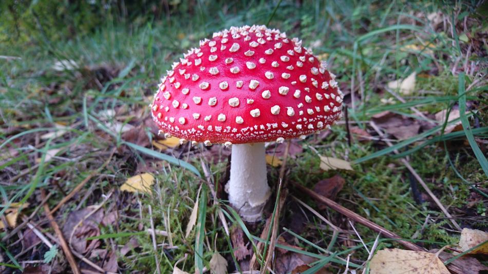 Fly Agaric Mushroom Red Toadstool free image download