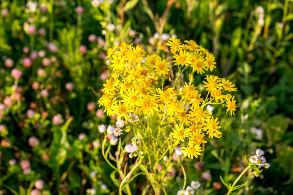 The Substrate yellow Flowers