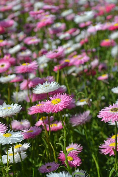 Daisy Everlastings Flowers