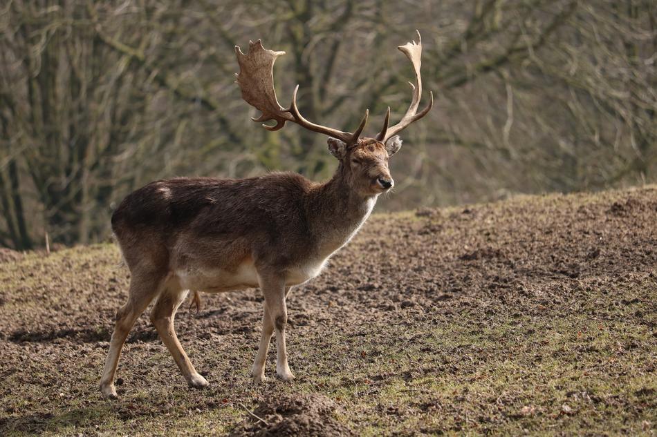 Nature Hirsch Animal