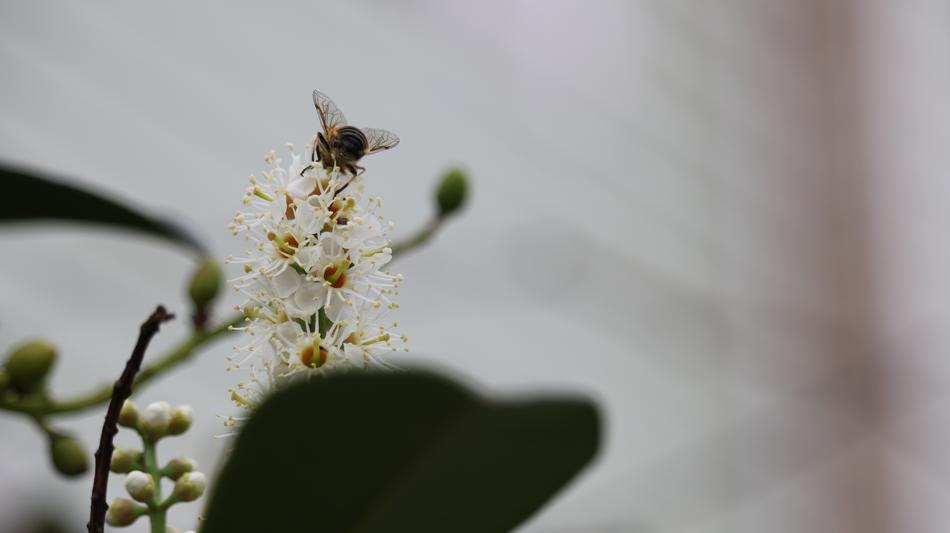 Flower Nature Plant