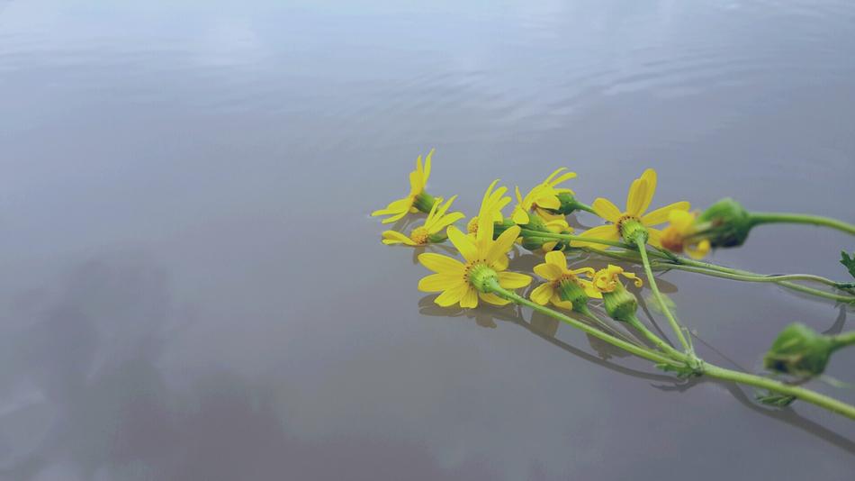Flower Water
