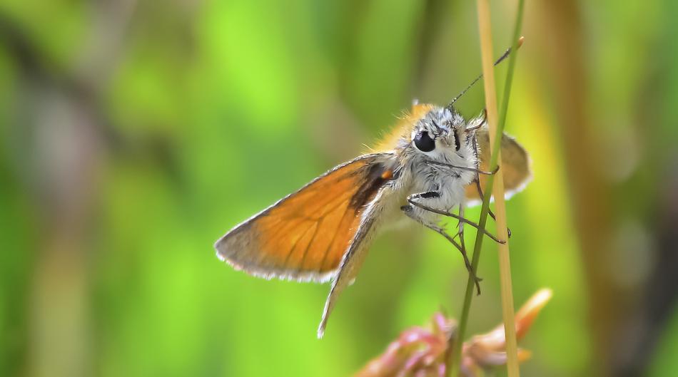 Butterfly Lepidoptera Small insect