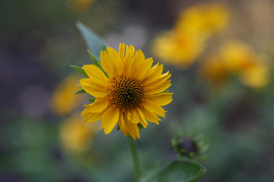 Flower Yellow June