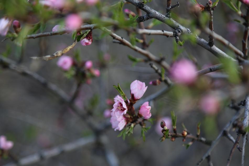 Flower Tree Plant