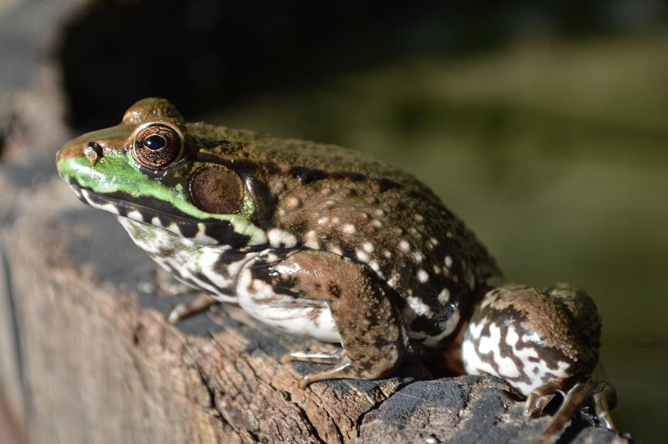 Frog On Barrel Eye