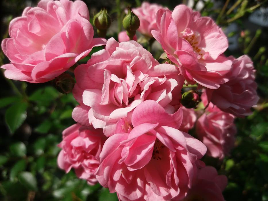 Roses Garden Rose