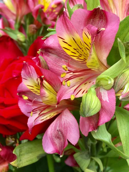 Pink Flower Petals
