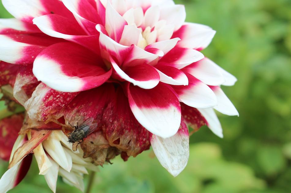 Dahlia Autumn Flower