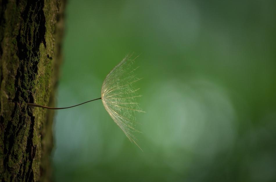 Dandelion Tree Bark