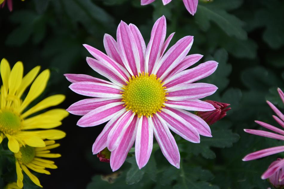 little daisies in the garden