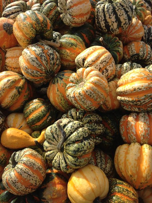 Pumpkin harvest in the fall