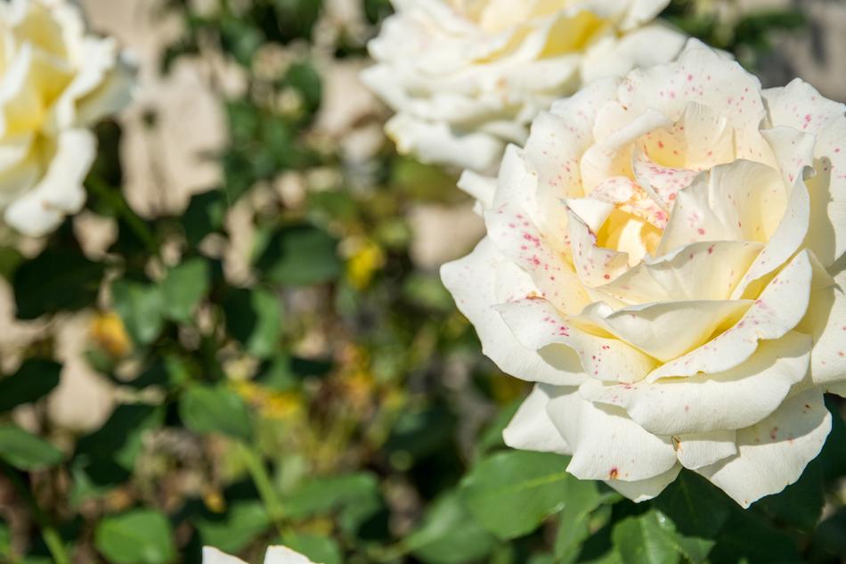 White Rose Green