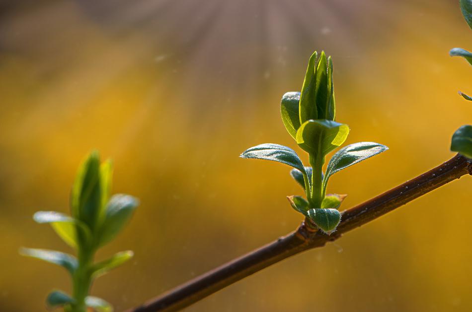 Flora Leaf Nature