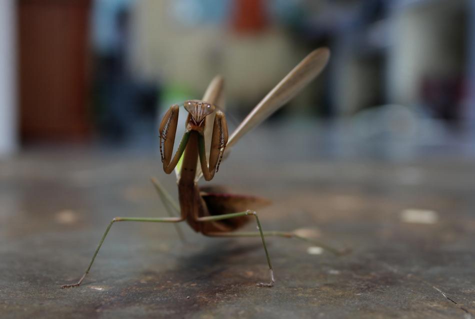 mantis-preying-insect-with-long-foot-free-image-download