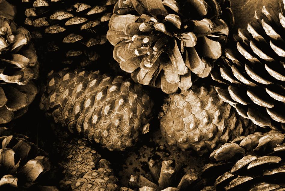 nature close up